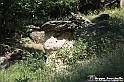 VBS_9002 - I Ciciu del Villar. Villar San Costanzo. Val Maira (Cuneo)